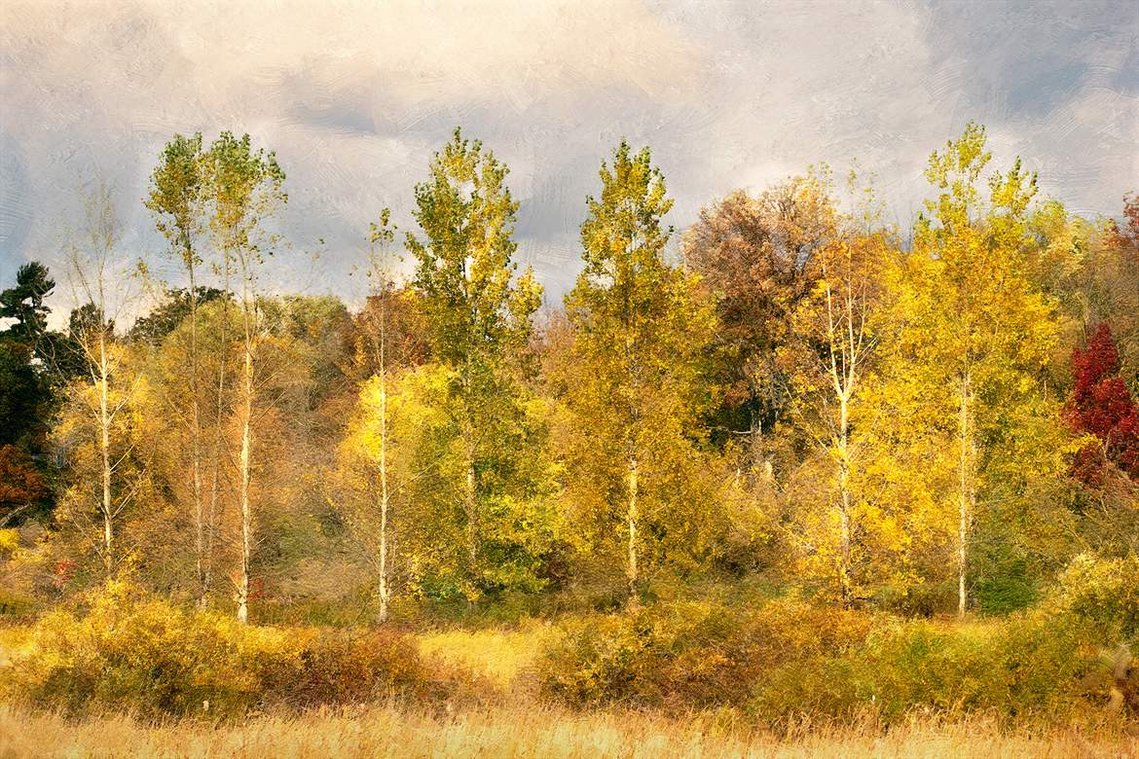 Poplar trees edited to look like a painting in Churchville Conservation District, Brampton, Ontario.