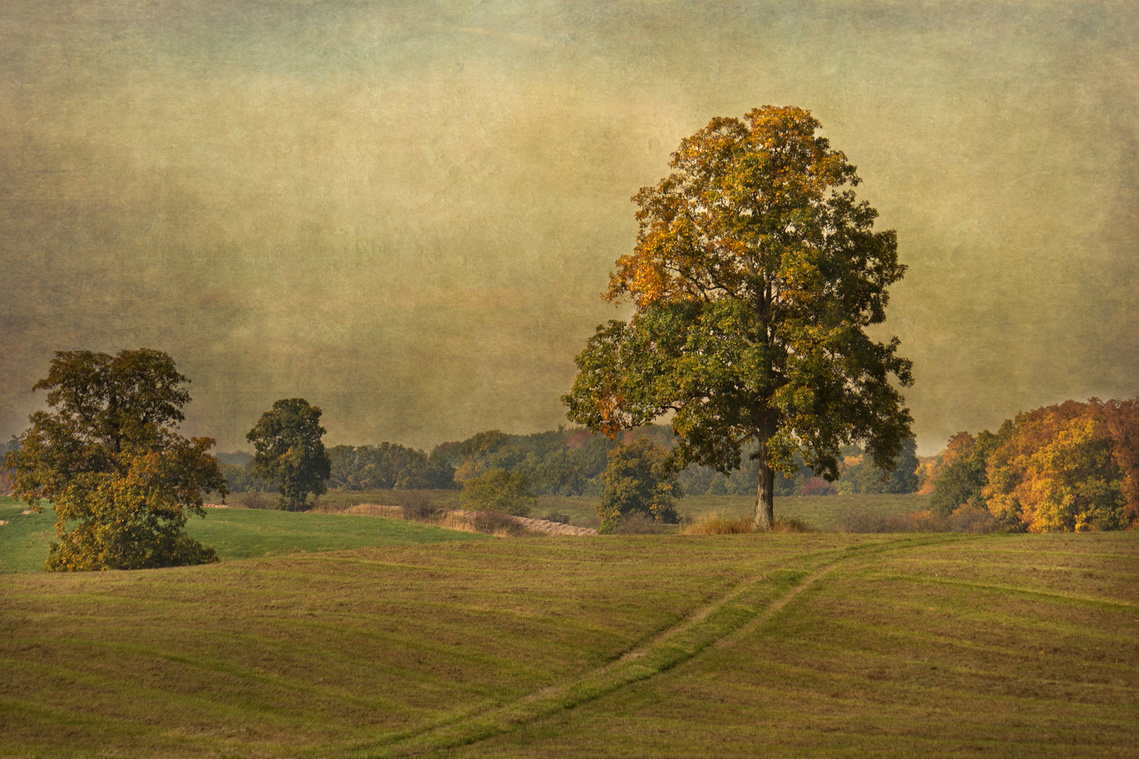 Textured photograph of a farm field during autumn in Hagersville, Ontario