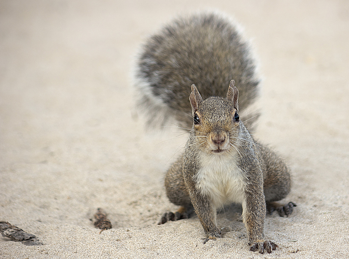 Squirrel on the beach at Jack Darling Park in Port Credit, Ontario.