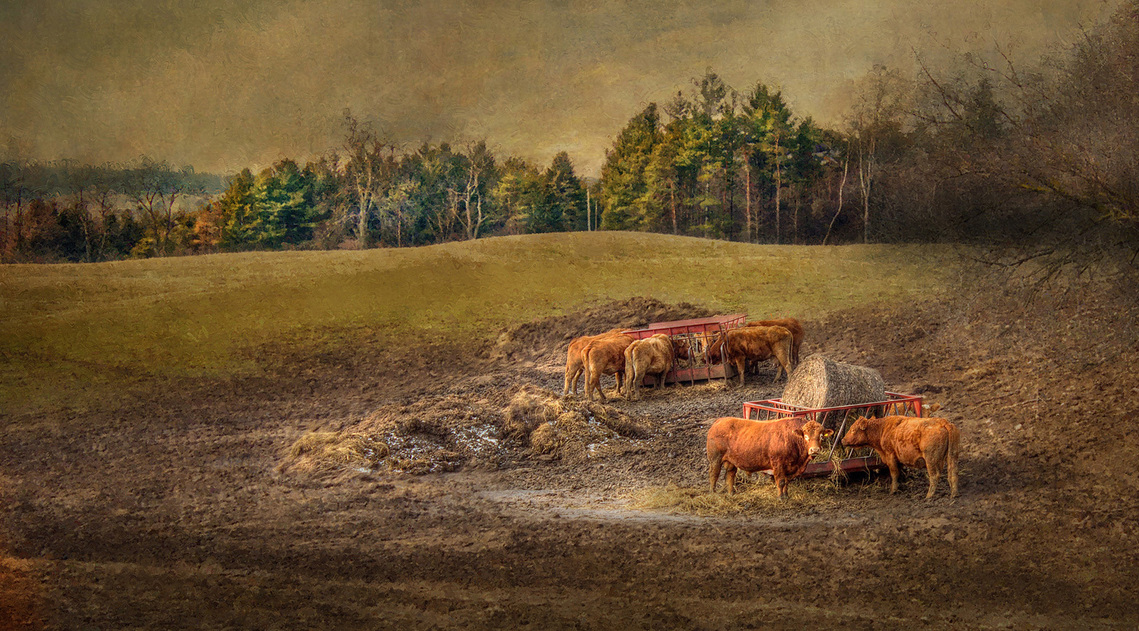 Cows in a field near Paris, Ontario edited to look like a painting