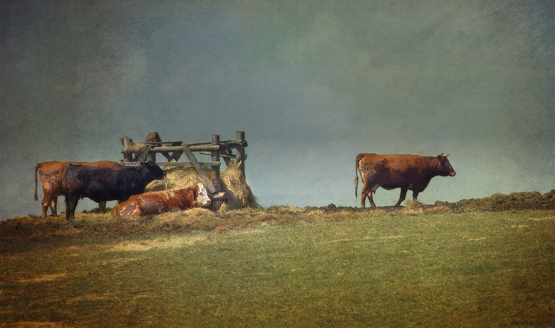 Cows on a hill in Hagersville, Ontario.