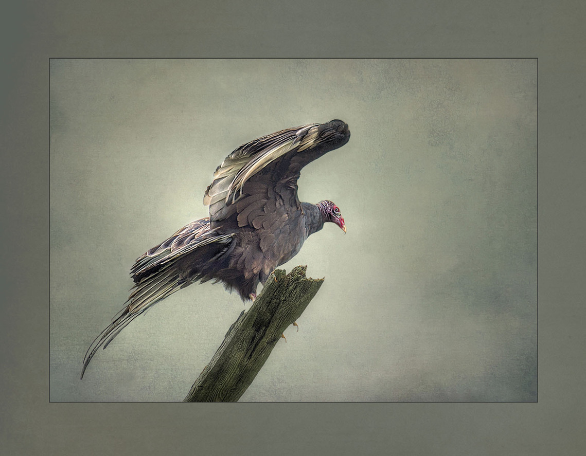 Turkey vulture about to take flight