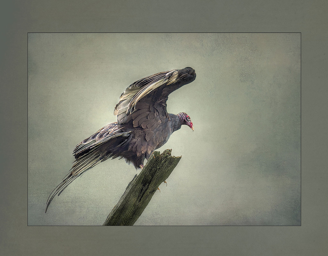 Turkey vulture about to take flight
