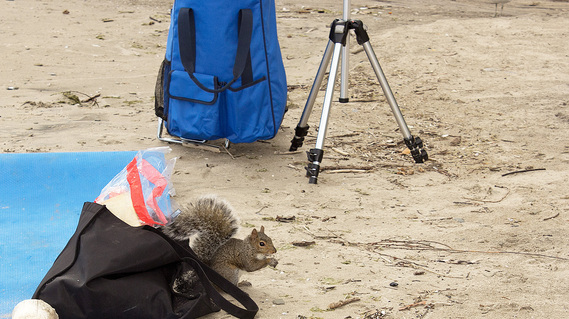 Squirrel on the beach at Jack Darling Park in Port Credit, Ontario