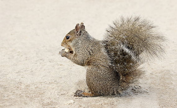 Squirrel on the beach at Jack Darling Park in Port Credit, Ontario