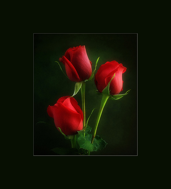 Three red roses on Valentine's in portrait style.