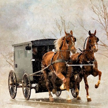 High-stepping horses heading home with a Mennonite buggy after church on a snowy day in the Waterloo region of Ontario. Holly Cawfield Photography 