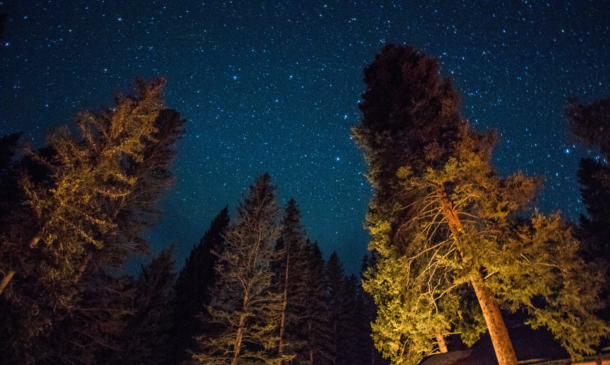 Light from a campfire illuminate the boughs of a ponderosa pine tree against a starry sky at the Mill Creek Cabin in Montana in March 2018.