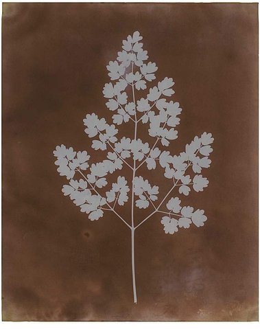 Image - Henry Fox Talbot