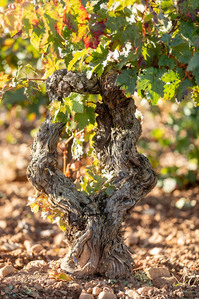 Thilo Weimar, wine photography, wine photographer, Weinfotografie, Weinfotograf
