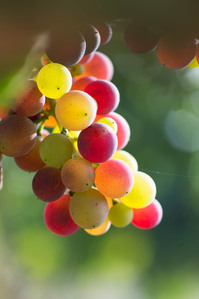 Thilo Weimar, wine photography, wine photographer, Weinfotografie, Weinfotograf
