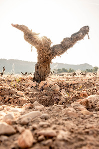 Thilo Weimar, wine photography, wine photographer, Weinfotografie, Weinfotograf
