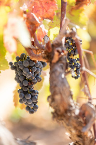 Thilo Weimar, wine photography, wine photographer, Weinfotografie, Weinfotograf