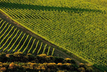 Thilo Weimar, wine photography, wine photographer, Weinfotografie, Weinfotograf, Toskana, Toscana, Solaia, Antinori