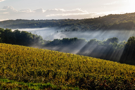 Thilo Weimar, travel photographer, travel photography, Reisefotograf, Reisefotografie, Marof, vineyard, Weinberg, Weingut, cantina, vigneto, winery, Slowenien, Prekmurje