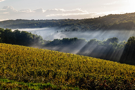Thilo Weimar, travel photographer, travel photography, Reisefotograf, Reisefotografie, Marof, vineyard, Weinberg, Weingut, cantina, vigneto, winery, Slowenien, Prekmurje
