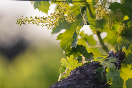 Thilo Weimar, wine photography, wine photographer, Weinfotografie, Weinfotograf