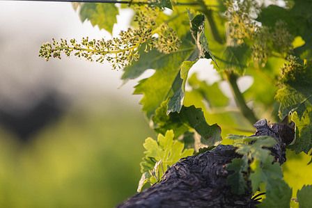 Thilo Weimar, wine photography, wine photographer, Weinfotografie, Weinfotograf