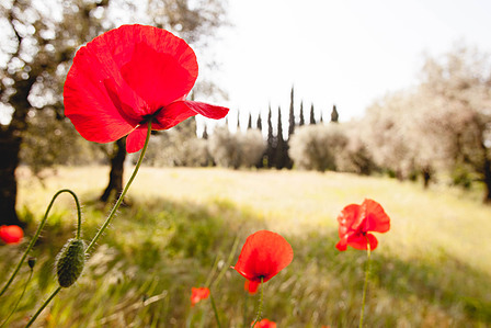 Thilo Weimar, travel photographer, travel photography, Reisefotograf, Reisefotografie, Gardasee, Lago di Garda, papavero, olivi, Mohn, Olivenbaeume, olive trees, poppy