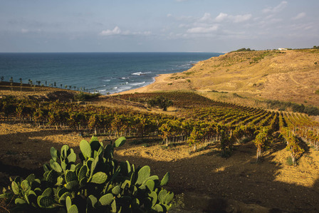 Thilo Weimar, wine photography, wine photographer, Weinfotografie, Weinfotograf, Etna, Sicilia, Sizilien 