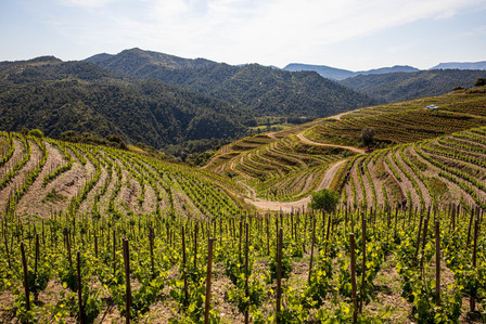 Thilo Weimar, wine photography, wine photographer, Weinfotografie, Weinfotograf