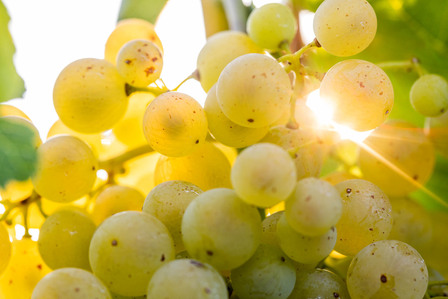 Thilo Weimar, wine photography, wine photographer, Weinfotografie, Weinfotograf
