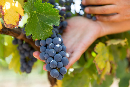 Thilo Weimar, wine photography, wine photographer, Weinfotografie, Weinfotograf