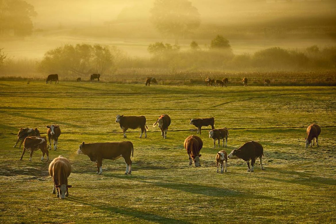 Agricultural photographer fashions photograph of cattle grazing in a pasture on farmland near Madison, Wisconsin.