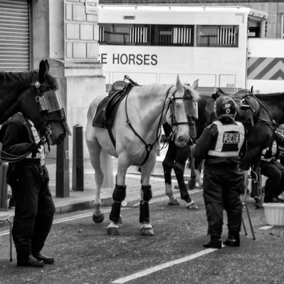 'Police Horses having a well earned break at the Tommy Robinson Protests, London Black and White Street Photography'
