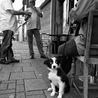 Puppy looking into the lens Tootong South London black-and-white for photography