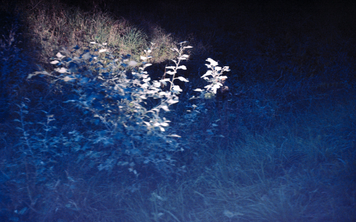 Analog photograph of ground-level vegetation bathed in bluish light, with sunlight gracefully illuminating the branches of a bush.