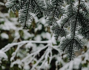 A closer view of pine needles underneath a snow covered pine tree