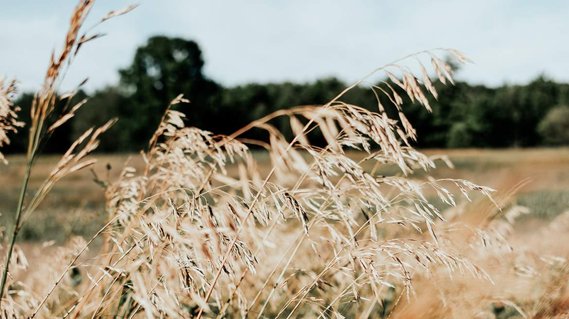 Wind blowing through a grassland field.