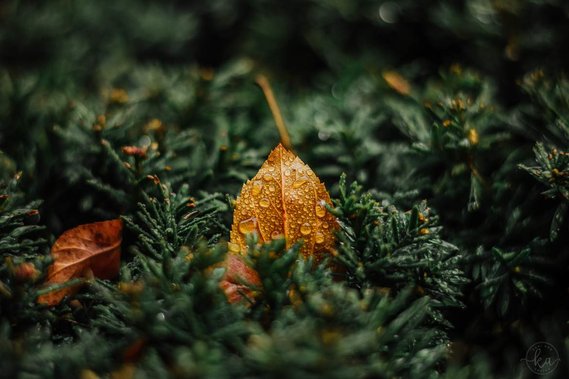 Close-up photograph of raindrops on a fallen leaf on a November day.