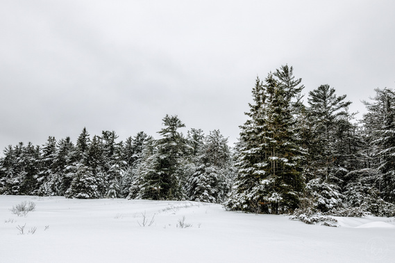 Snow covered pine trees along Lake Huron.