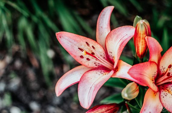Pink and yellow Lily flower.