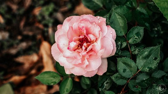 Top view of a pink rose with raindrops on the flower pedals.