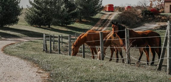 Photograph of horses
