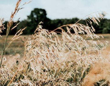 Wind blowing through a grassland field.