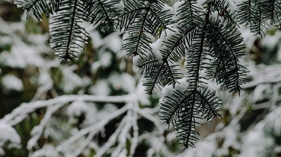 snowy pine trees