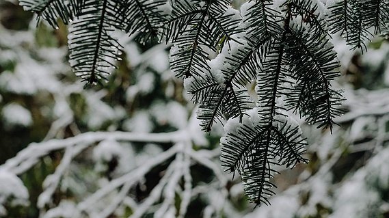 snowy pine trees