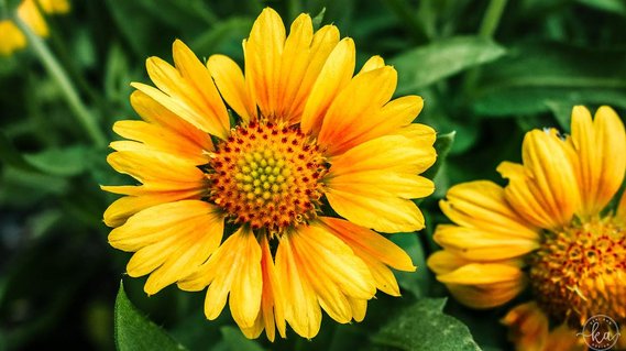 Yellow and orange flower