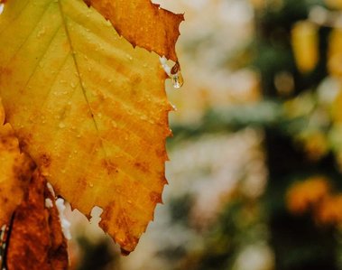 Raindrop dripping off a yellow and orange fall leaves in northern Michigan
