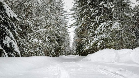 A road lined with pine trees covered in snow creating a Winter Wonderland.