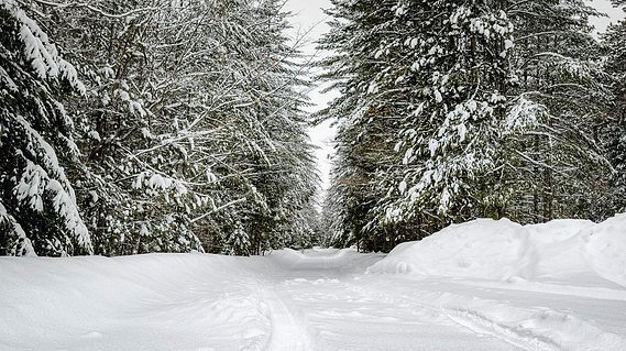 A road lined with pine trees covered in snow creating a Winter Wonderland.