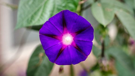 Vibrant purple flower.