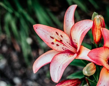 Beautiful nature photography: fully bloomed pink and yellow color lily flower