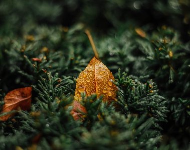 Raindrops on a fall color leaf lying on forest green pine needles