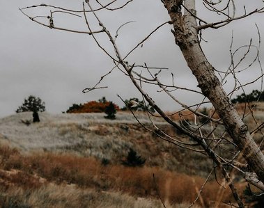 Close-up of a tree branch in a hilly field on a gloomy day in Michigan
