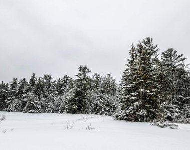 Snow covered pine trees lining Lake Huron in northern Michigan